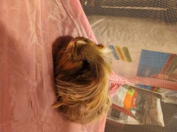Rescue Guinea Pig Guinea Pigs for Adoption in Olympia, Washington - Hazel & Brownie **Courtesy Post** | PetCurious